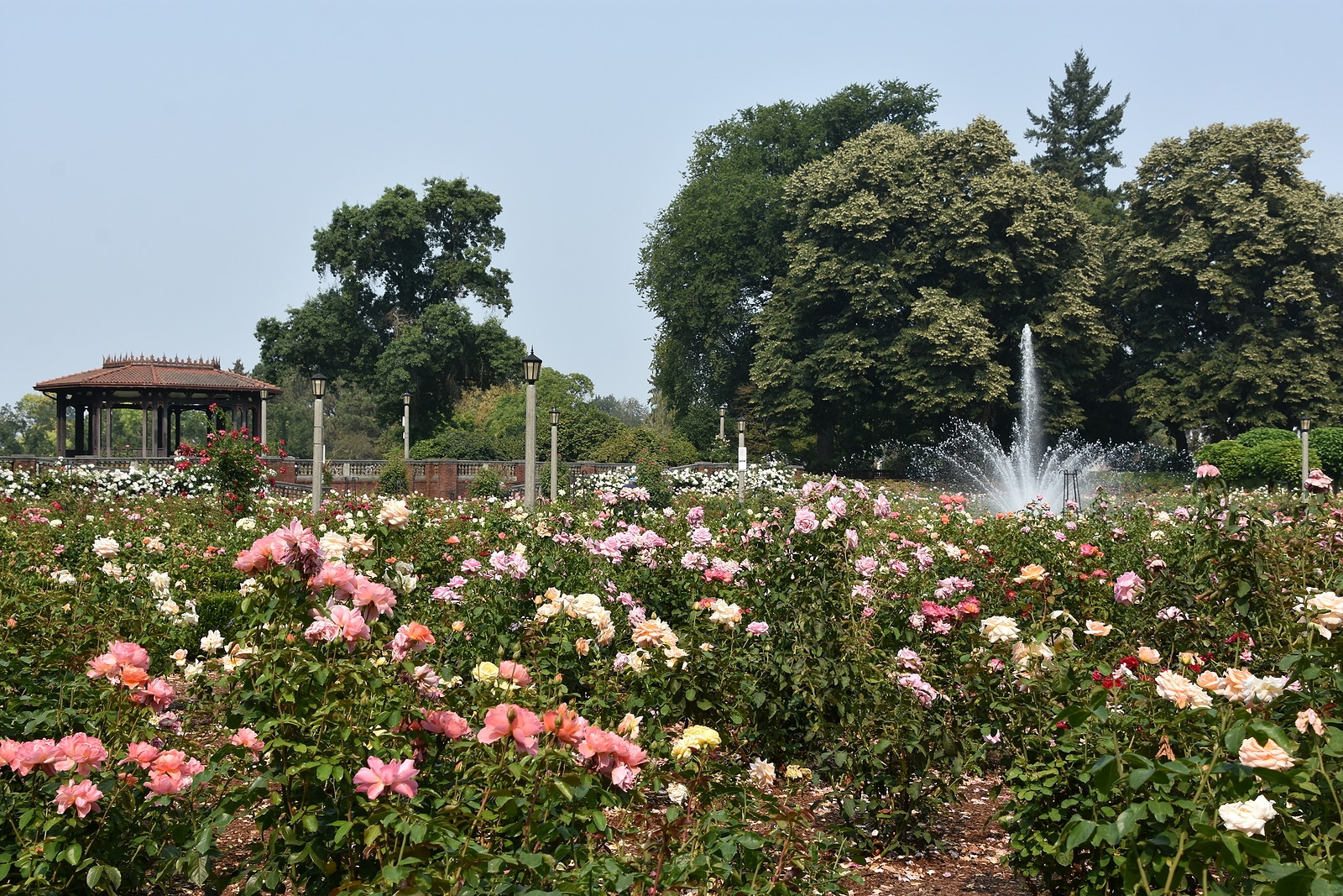 International Rose Test Garden by Cooper Dubois
